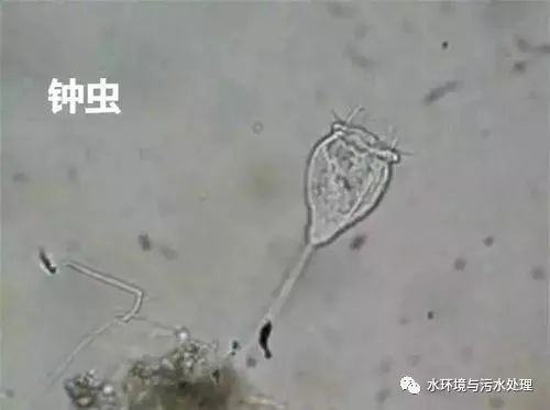 活性污泥中指示性生物合成技術(shù)研發(fā)探析